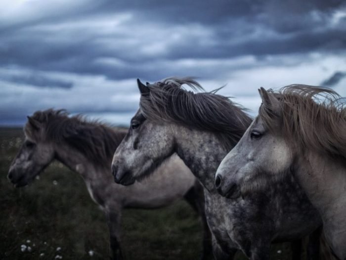Equine Herpes Outbreak Confirmed in Gem County, Idaho Horse